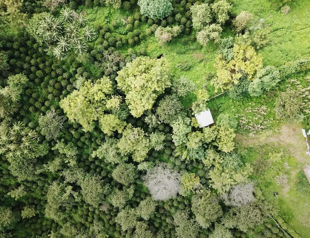 Гейша村森林 Гейша村森林