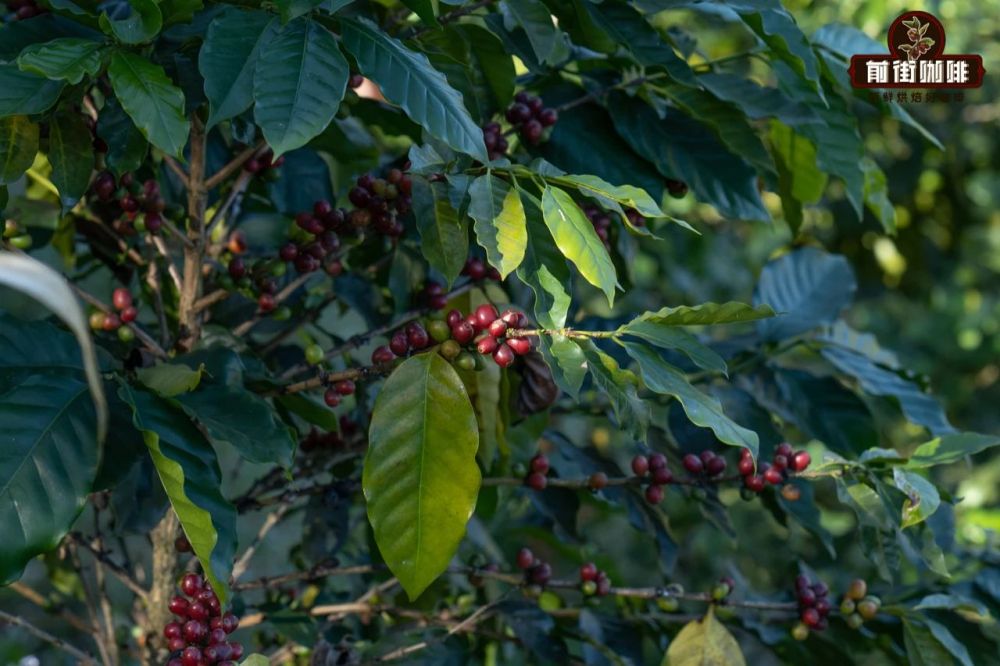 Front Street Coffee庄园铁皮卡087 Front Street Coffee庄园铁皮卡087