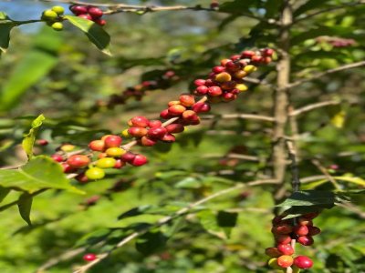 Плюсы и минусы кофе без кофеина | Что такое кофе без кофеина (decaffeinated coffee)? Как удаляют кофеин? Является ли кофе без кофеина Specialty Coffee?
