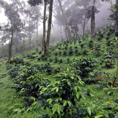Кофейные зерна Panama Poquette Gesha, мытые, средней обжарки, американские, один продукт, сваренные вручную черные кофейные зерна премиум-класса