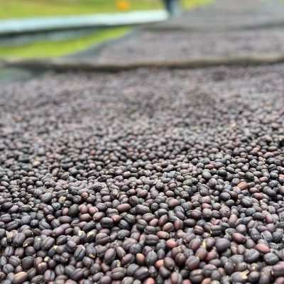 Кофе в зернах Yirgacheffe Konga, высушенный вручную, сваренный вручную из Африки и Эфиопии, однородный, 100г.