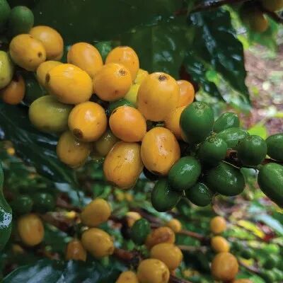 В Бразилии в основном выращивают Red Bourbon? Почему зрелый Yellow Bourbon не красного цвета?